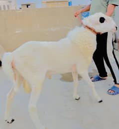 2 dant mundra dumba gulabi