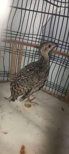 Black teeter Chick Age 25 Days