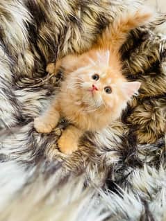 (0327-8997302) Top Quality Persian kitten or cat baby