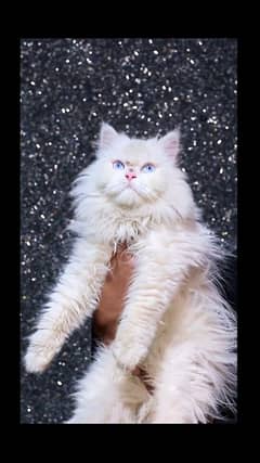 Female cat-pershian cat- white cat-Tripple Coted-bule eyes