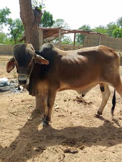 900 per kg Cow Maryum Cattle Farm