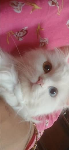 cats