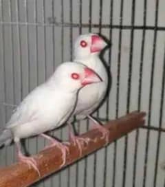 Albino red aye java
