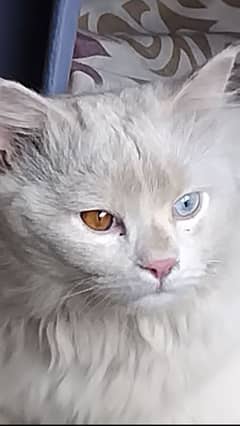 Persian petty odd eyes cat for sale