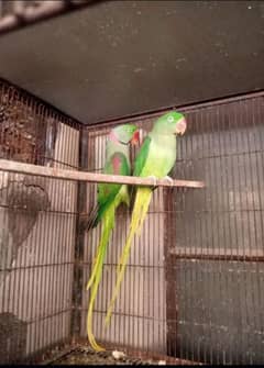 Kashmir raw k bearder pair for sale