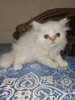 Persian kitten punch face for sale