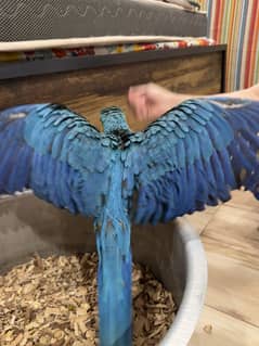 Blue and gold macaw!
