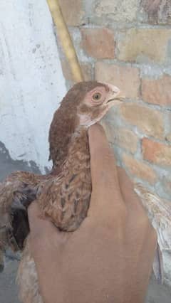 Parrot face chick's available