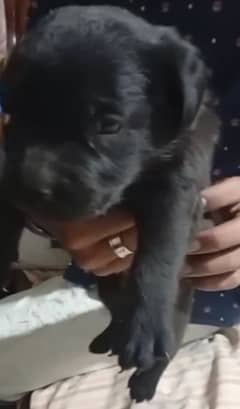 British Labrador puppies available for sale