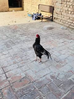 pure mianwali aseel
