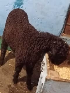 new add qurabani Ka dumba urgent sale