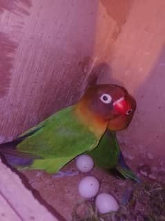 lovebird