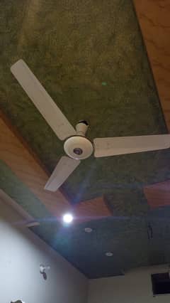 Royal fan 56“