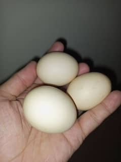 Hen egg Laying 0300_0286169
