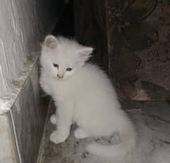 Persian kitten triple coated
