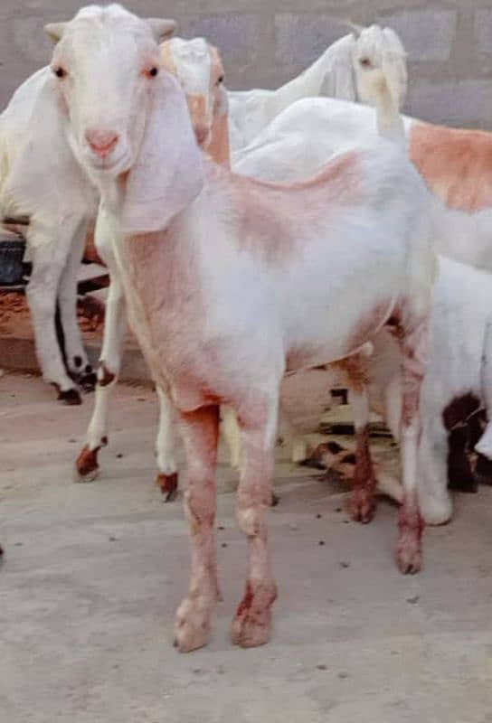6 Bakre Khassi 0