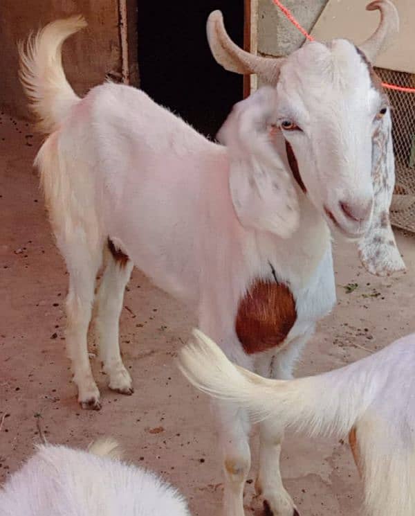 6 Bakre Khassi 1