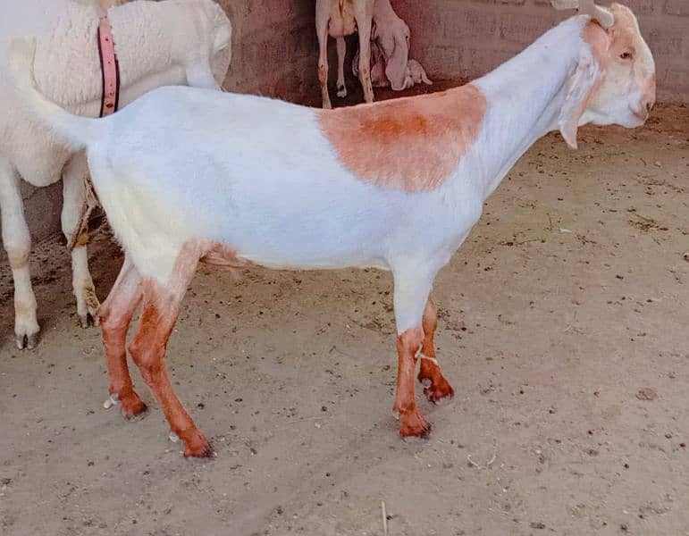 6 Bakre Khassi 2