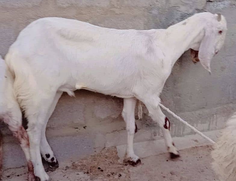 6 Bakre Khassi 3