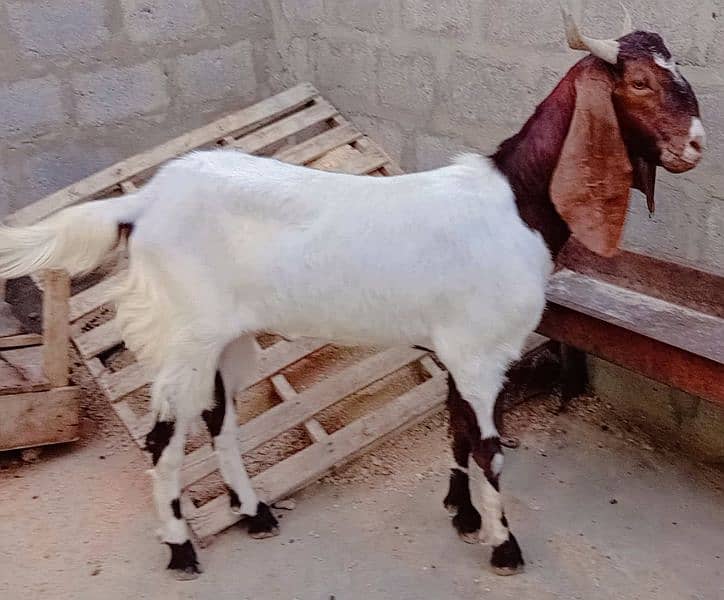 6 Bakre Khassi 4