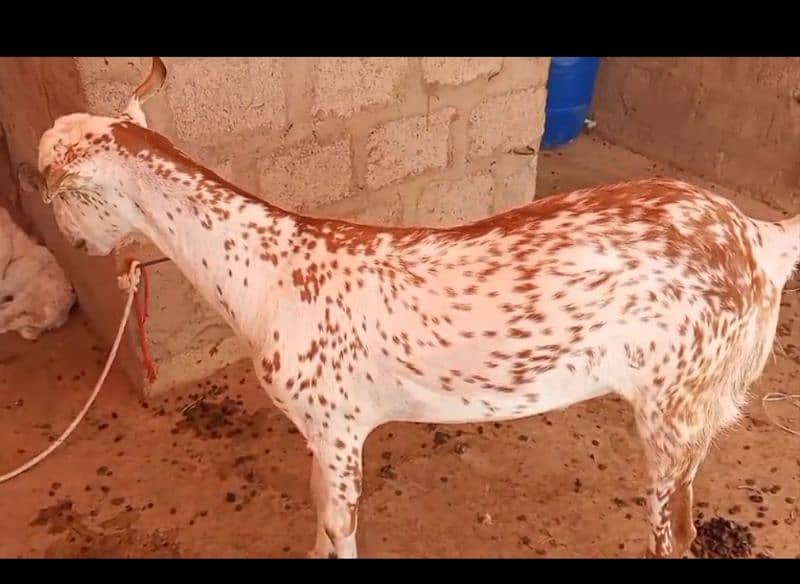 6 Bakre Khassi 5