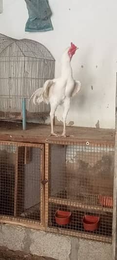 paper white aseel phatta