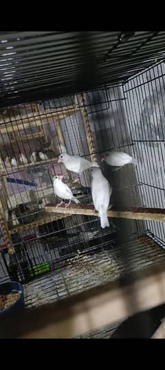 white java breeder pair for sale location Lahore shad