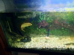Aquarium