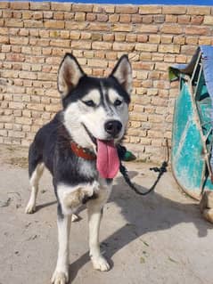 female soberian husky dog