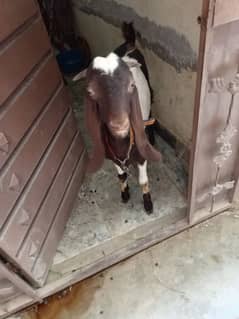 Bakra for sale