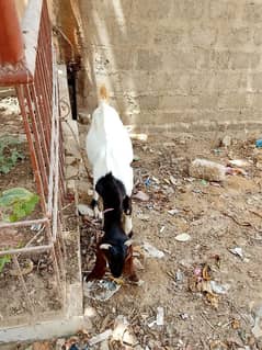bakra 03100011685