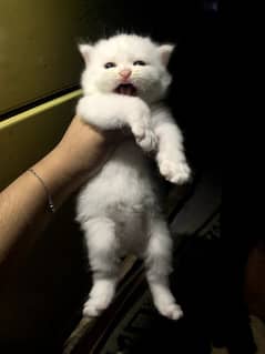 Persian kittens Pair