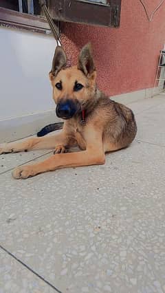 German shepherd