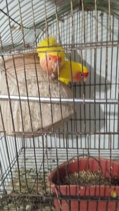 Lotino
