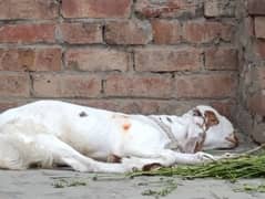 baby bakra