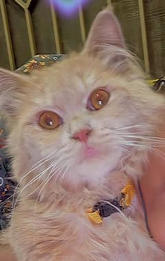 kitten for sale