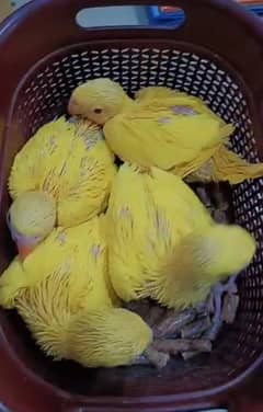 Yellow & White Ringneck Covered Chicks