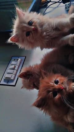Persian