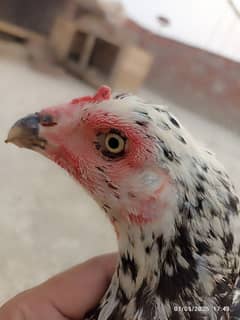 high quality pathi price almost final hai