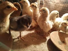aseel chicks for sale