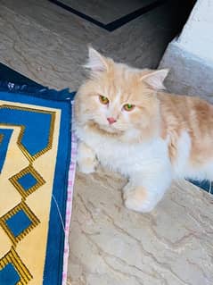 mal brown white cat mashllah healthy ha waight ma b 6 kg ha