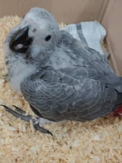 MashaAllah, African grey,blue gold macaw and cockatoo chicks