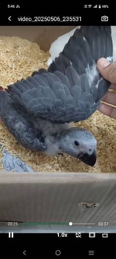 MashaAllah, African grey,blue gold macaw and cockatoo chicks