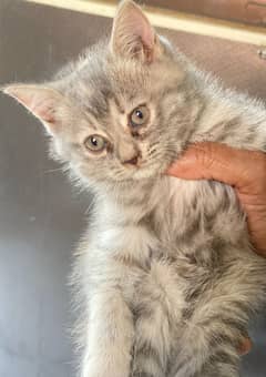 Kitten/Cat