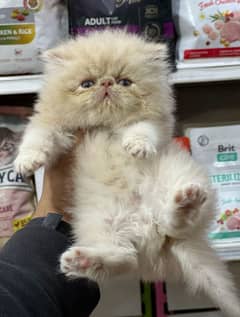 persian