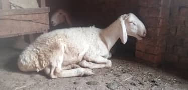 Eid dumba for sale