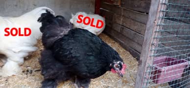 Brahma, Heavy Cochin, Black Japanese