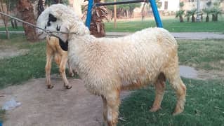 pure Desi chatra heavy weight