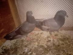 5 high flying aseel pigeon bachy for sale
