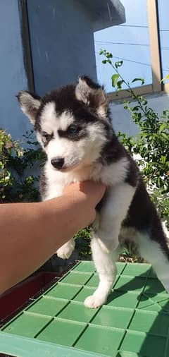 Siberian husky